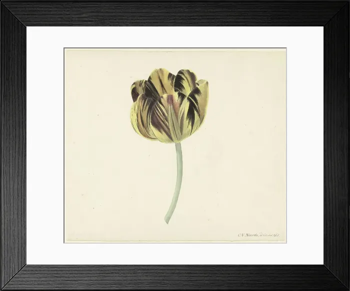 Framed Print : Tulip called Bizard Rosette, 1741-1795. Creator: Cornelis van Noorde Framed Print : Tulip called Bizard Rosette, 1741-1795. Creator: Cornelis van Noorde