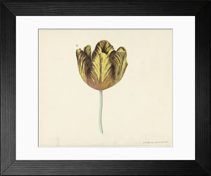 Framed Print : Tulip called Bizard Sub. a, 1765. Creator: Cornelis van Noorde Framed Print : Tulip called Bizard Sub. a, 1765. Creator: Cornelis van Noorde