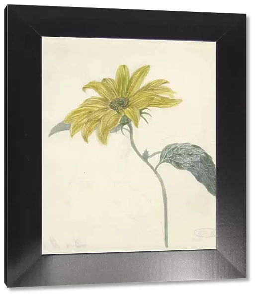 Sunflower, c.1800-c.1900. Creator: D. van Alphen