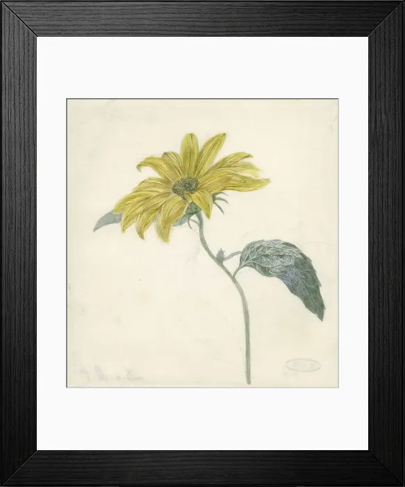 Framed Print : Sunflower, c.1800-c.1900. Creator: D. van Alphen Framed Print : Sunflower, c.1800-c.1900. Creator: D. van Alphen