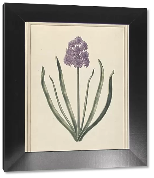 Hyacinth (Charmante Violet), 1735. Creator: F. Wijandt