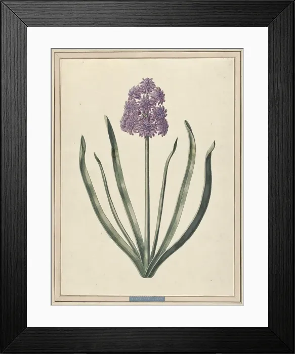 Framed Print : Hyacinth (Charmante Violet), 1735. Creator: F. Wijandt Framed Print : Hyacinth (Charmante Violet), 1735. Creator: F. Wijandt