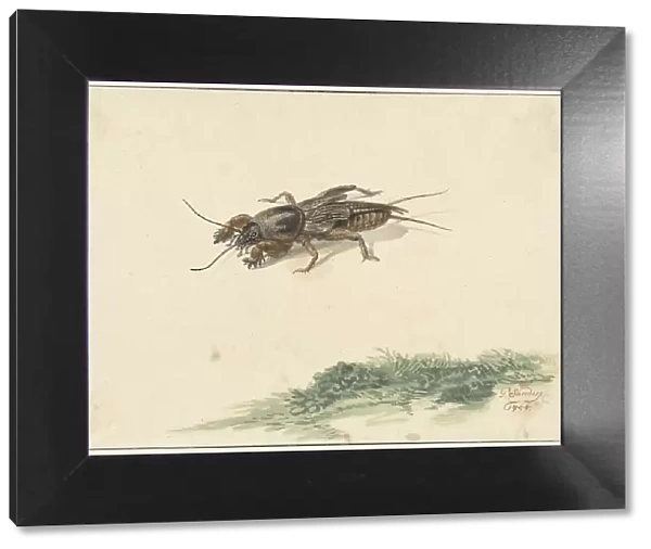Insect, 1754. Creator: Gerard Sanders