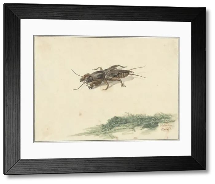 Framed Print : Insect, 1754. Creator: Gerard Sanders Framed Print : Insect, 1754. Creator: Gerard Sanders