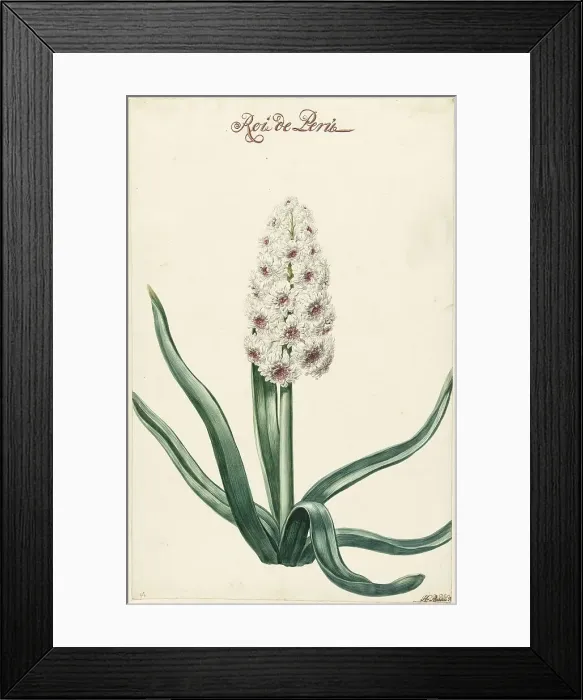 Framed Print : White hyacinth, 1720-1729. Creator: Hendrik Budde Framed Print : White hyacinth, 1720-1729. Creator: Hendrik Budde