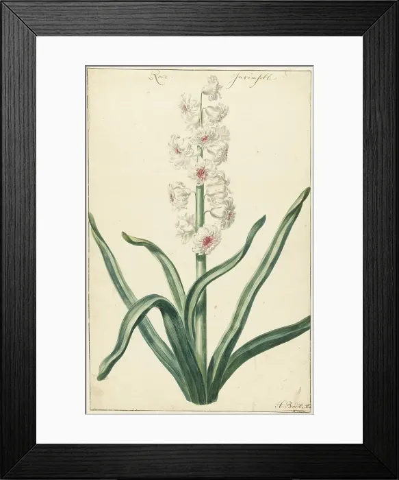 Framed Print : White hyacinth, 1720-1729. Creator: Hendrik Budde Framed Print : White hyacinth, 1720-1729. Creator: Hendrik Budde