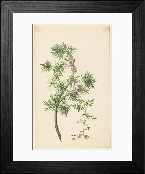 Framed Print : Broom (Genista), 1685. Creator: Herman Henstenburgh Framed Print : Broom (Genista), 1685. Creator: Herman Henstenburgh
