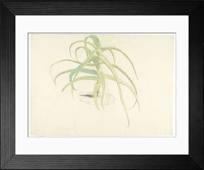 Framed Print : Aloe perfoliata, 1619-1685. Creator: Herman Saftleven the Younger Framed Print : Aloe perfoliata, 1619-1685. Creator: Herman Saftleven the Younger