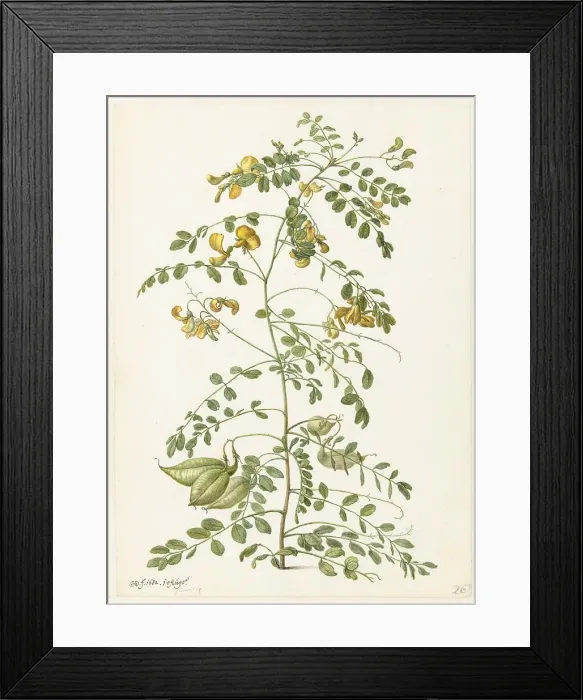 Framed Print : Bladder bush (Colutea arborescens), 1682. Creator: Herman Saftleven the Younger Framed Print : Bladder bush (Colutea arborescens), 1682. Creator: Herman Saftleven the Younger
