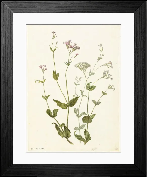 Framed Print : Bladder Senna and Sticky Catchfly, 1682. Creator: Herman Saftleven the Younger