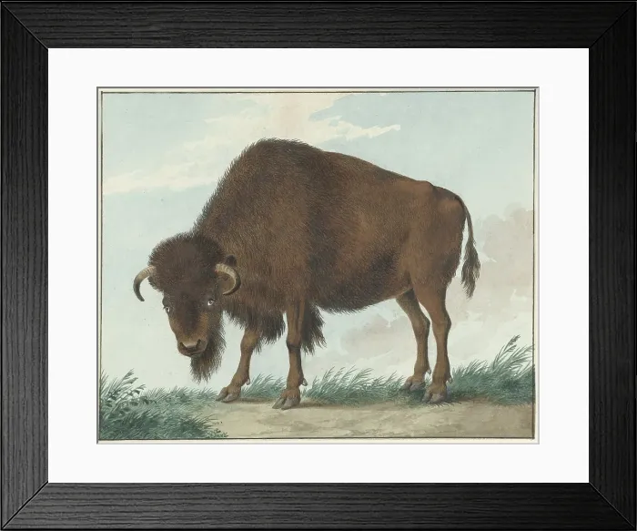 Framed Print : Bison, 1808. Creator: Izaak van Haastert Framed Print : Bison, 1808. Creator: Izaak van Haastert