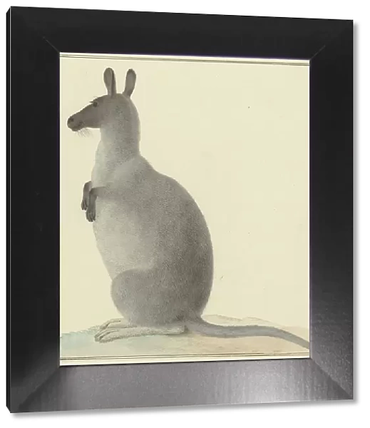 Kangaroo, 1763-1834. Creator: Izaak van Haastert