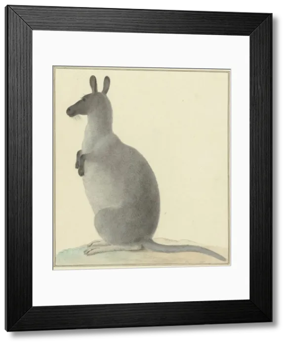 Framed Print : Kangaroo, 1763-1834. Creator: Izaak van Haastert Framed Print : Kangaroo, 1763-1834. Creator: Izaak van Haastert
