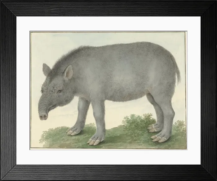 Framed Print : Tapir, 1825. Creator: Izaak van Haastert Framed Print : Tapir, 1825. Creator: Izaak van Haastert