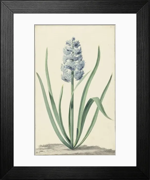 Framed Print : The blue hyacinth Franciscus Primus, 1762. Creator: Jan Augustini Framed Print : The blue hyacinth Franciscus Primus, 1762. Creator: Jan Augustini