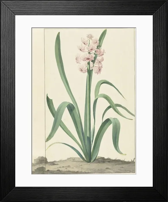 Framed Print : The pink hyacinth Rex Rubrorum, 1762. Creator: Jan Augustini Framed Print : The pink hyacinth Rex Rubrorum, 1762. Creator: Jan Augustini