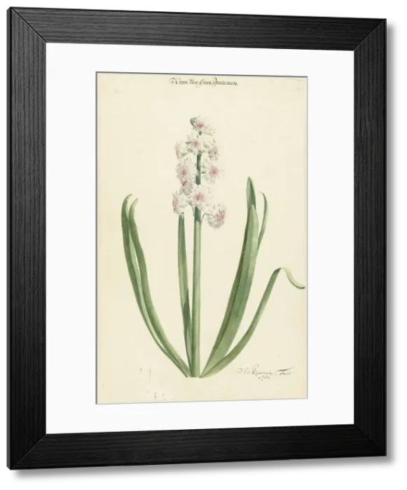 Framed Print : The pinkish white hyacinth Crown of Great Britain, 1751. Creator: Jan Augustini Framed Print : The pinkish white hyacinth Crown of Great Britain, 1751. Creator: Jan Augustini