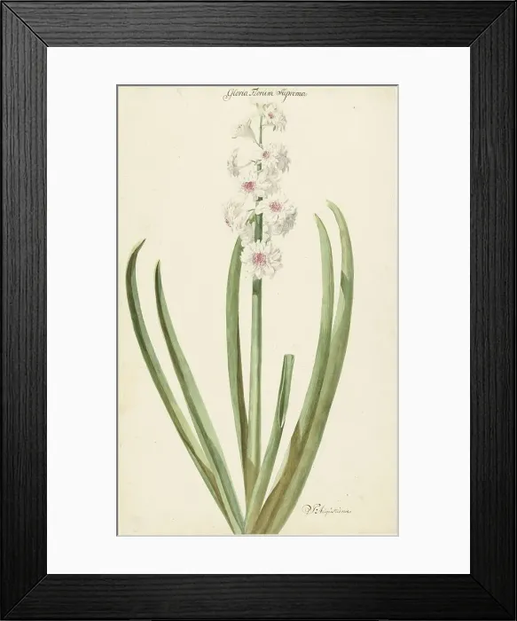 Framed Print : The pinkish white hyacinth Gloria Florum Suprema, 1735-1773. Creator: Jan Augustini Framed Print : The pinkish white hyacinth Gloria Florum Suprema, 1735-1773. Creator: Jan Augustini