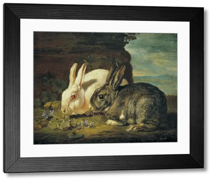 Framed Print : Two Rabbits, Detail from Animal Piece, mid-late 17th century. Creator: David de Coninck. Two Rabbits, Detail from Animal Piece, mid-late 17th century. Creator: David de Coninck Framed Print : Two Rabbits, Detail from Animal Piece, mid-late 17th century. Creator: David de Coninck. Two Rabbits, Detail from Animal Piece, mid-late 17th century. Creator: David de Coninck