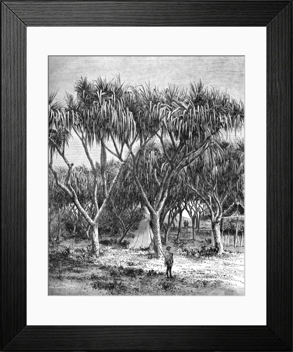 Framed Print : The Vacoa, or screw pine, of Madagascar; A Birds-eye View of Madagascar, 1875. Creator: M.D Charnay Framed Print : The Vacoa, or screw pine, of Madagascar; A Birds-eye View of Madagascar, 1875. Creator: M.D Charnay