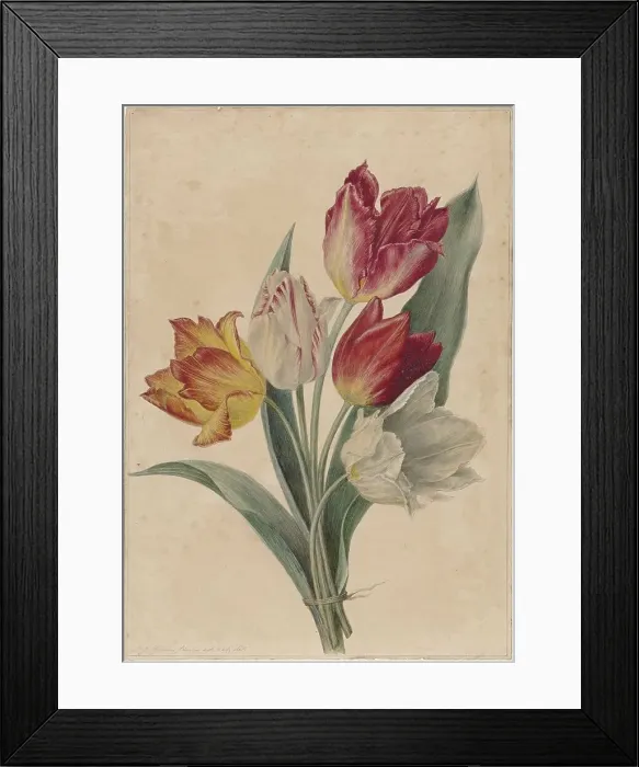 Framed Print : Bouquet of Tulips, 1831-1900. Creator: Jan Jacob Goteling Vinnis Framed Print : Bouquet of Tulips, 1831-1900. Creator: Jan Jacob Goteling Vinnis