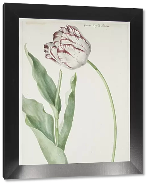 Tulip Grand Roy de France, 1728. Creator: Jan Laurensz. van der Vinne