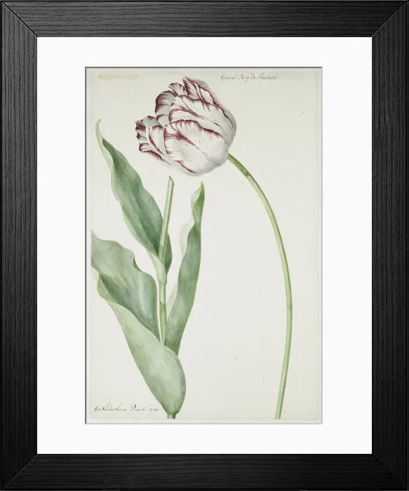 Framed Print : Tulip Grand Roy de France, 1728. Creator: Jan Laurensz. van der Vinne Framed Print : Tulip Grand Roy de France, 1728. Creator: Jan Laurensz. van der Vinne