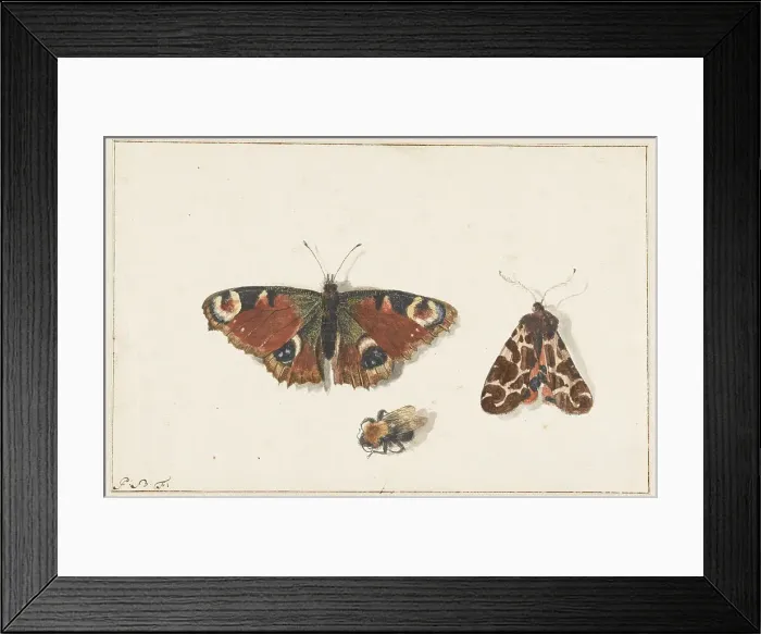 Framed Print : Butterfly, Moth and Bumblebee, c.1700. Creator: Johannes Bronkhorst Framed Print : Butterfly, Moth and Bumblebee, c.1700. Creator: Johannes Bronkhorst