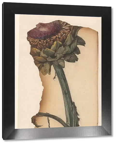 Sunflower (snippet), 1887-1924. Creator: Julie de Graag