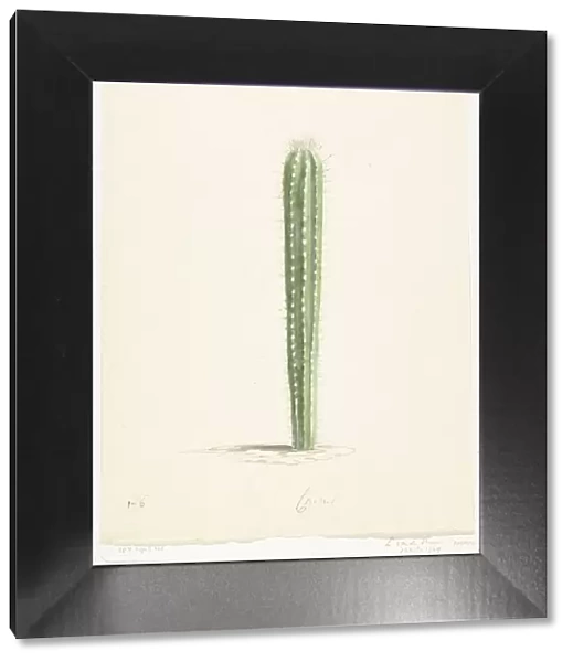 Cactus, 1668-1729. Creator: Vincent Laurentz van der Vinne I