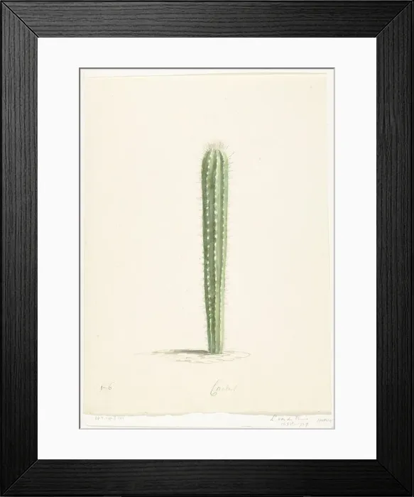 Framed Print : Cactus, 1668-1729. Creator: Vincent Laurentz van der Vinne I Framed Print : Cactus, 1668-1729. Creator: Vincent Laurentz van der Vinne I