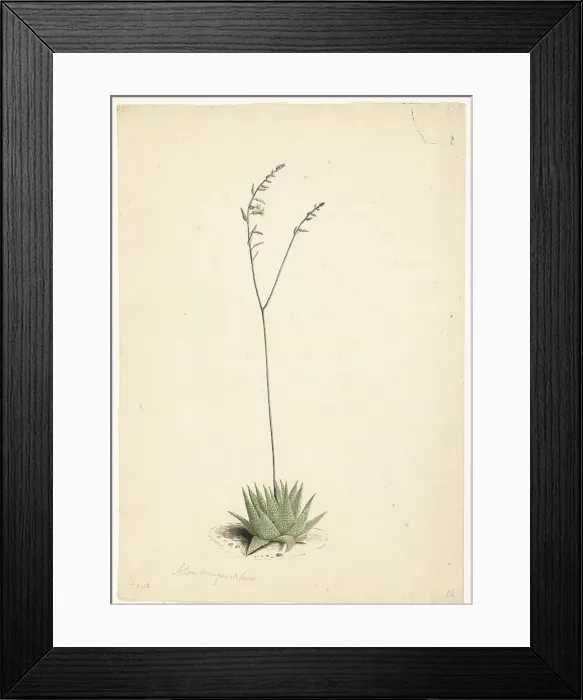 Framed Print : Flowering Aloe, 1668-1729. Creator: Vincent Laurentz van der Vinne I Framed Print : Flowering Aloe, 1668-1729. Creator: Vincent Laurentz van der Vinne I