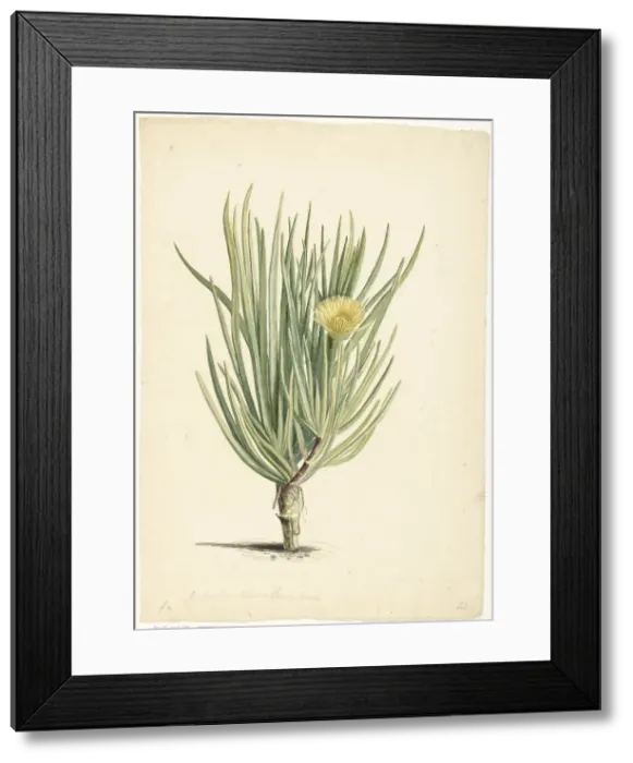 Framed Print : Narrow-leaved Iceplant in Bloom, 1668-1729. Creator: Vincent Laurentz van der Vinne I Framed Print : Narrow-leaved Iceplant in Bloom, 1668-1729. Creator: Vincent Laurentz van der Vinne I