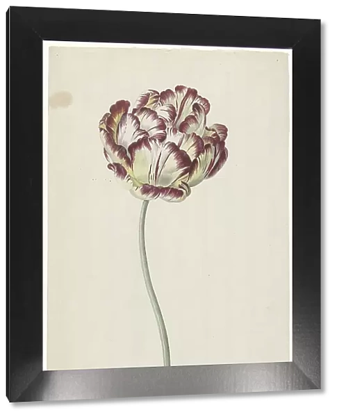 Tulip, 1783-1850. Creator: Louis Moritz
