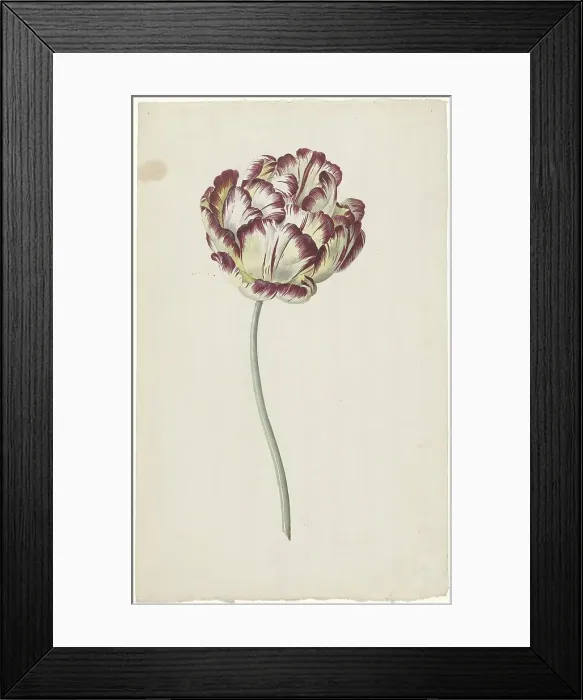 Framed Print : Tulip, 1783-1850. Creator: Louis Moritz Framed Print : Tulip, 1783-1850. Creator: Louis Moritz
