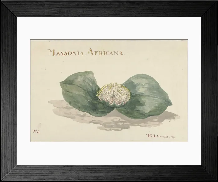 Framed Print : Massonia africana, 1789. Creator: Maria Geertruida Snabilie Framed Print : Massonia africana, 1789. Creator: Maria Geertruida Snabilie
