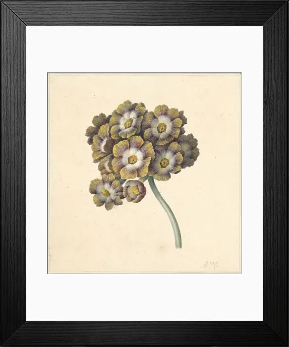 Framed Print : Flower study, 1790-1862. Creator: Maria Margrita van Os Framed Print : Flower study, 1790-1862. Creator: Maria Margrita van Os