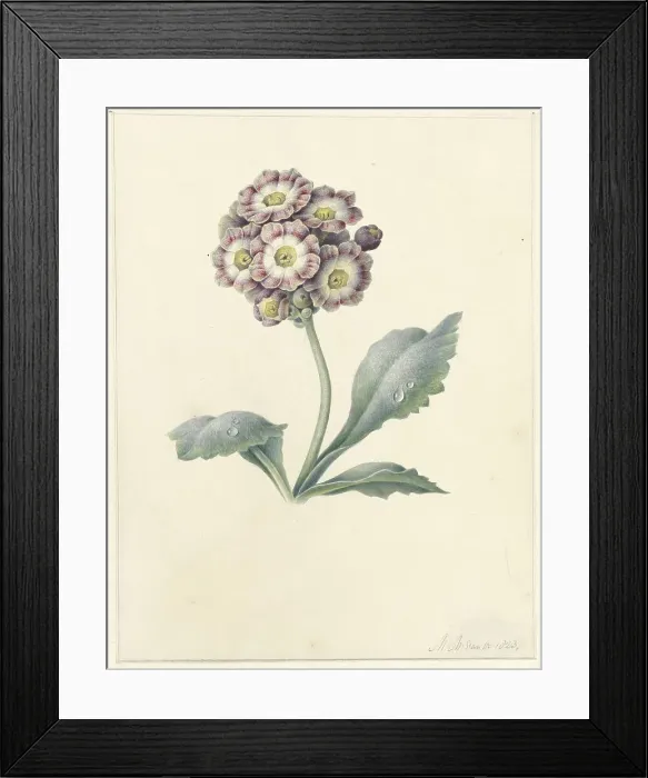 Framed Print : Flower study, 1823. Creator: Maria Margrita van Os Framed Print : Flower study, 1823. Creator: Maria Margrita van Os