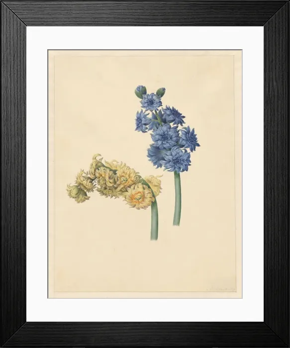 Framed Print : Two hyacinths, 1823. Creator: Maria Margrita van Os Framed Print : Two hyacinths, 1823. Creator: Maria Margrita van Os
