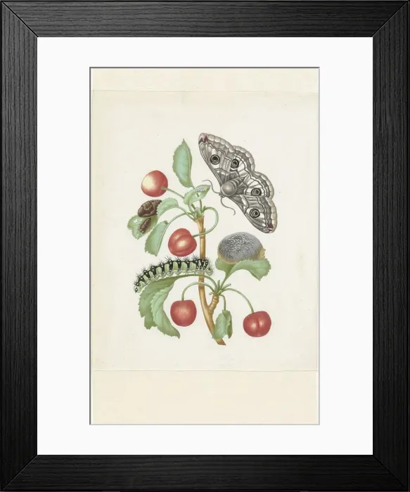 Framed Print : Metamorphosis of a Small Emperor Moth, after 1679. Creator: Workshop of Maria Sibylla Merian