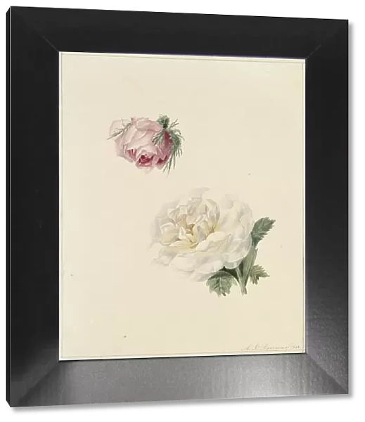 Studies of a pink and a white rose, 1841. Creator: Maria Louisa Praetorius