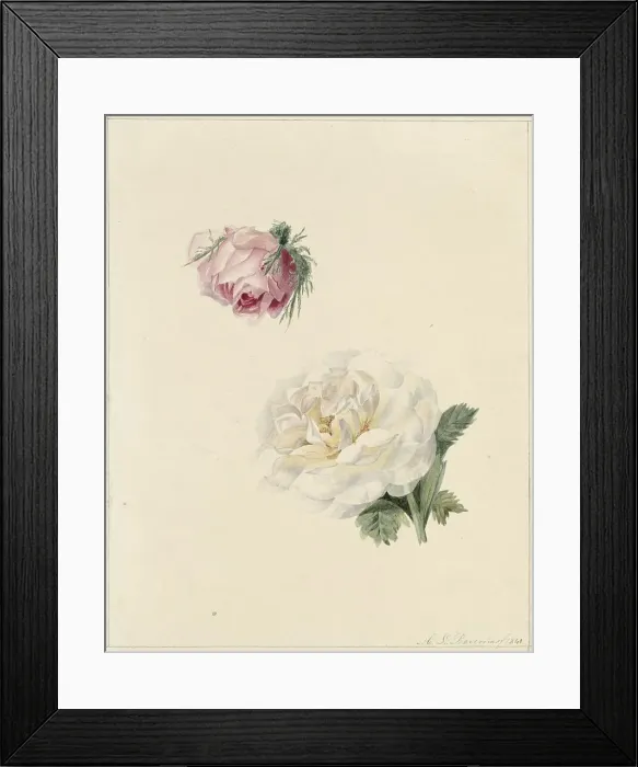 Framed Print : Studies of a pink and a white rose, 1841. Creator: Maria Louisa Praetorius Framed Print : Studies of a pink and a white rose, 1841. Creator: Maria Louisa Praetorius