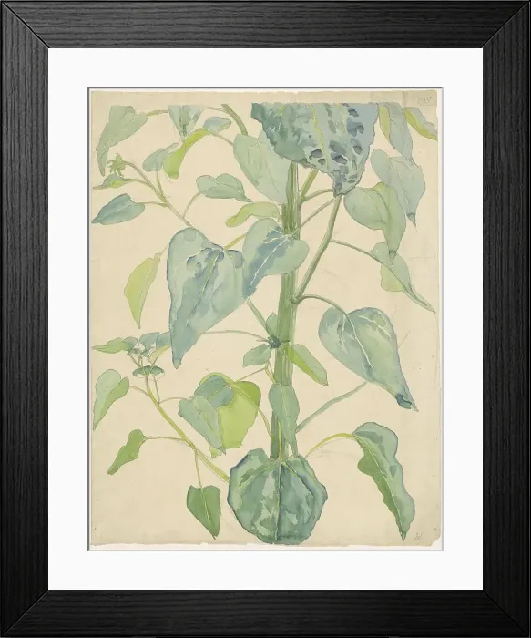 Framed Print : Stalk and Leaves of a Sunflower, 1874-1918. Creator: Martinus van Andringa Framed Print : Stalk and Leaves of a Sunflower, 1874-1918. Creator: Martinus van Andringa