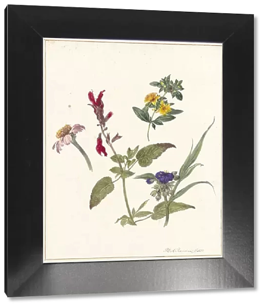 Studies of wild flowers, 1837. Creator: Pieter Ernst Hendrik Praetorius