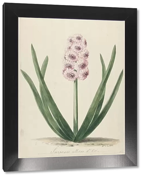 Hyacinth called Surpasse Mine d'Or, 1745-1784. Creator: Pieter van Loo