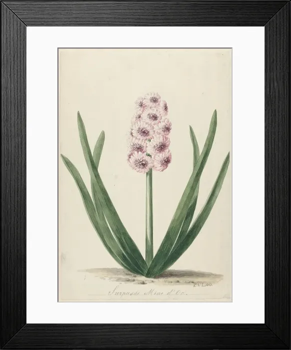 Framed Print : Hyacinth called Surpasse Mine d'Or, 1745-1784. Creator: Pieter van Loo Framed Print : Hyacinth called Surpasse Mine d'Or, 1745-1784. Creator: Pieter van Loo