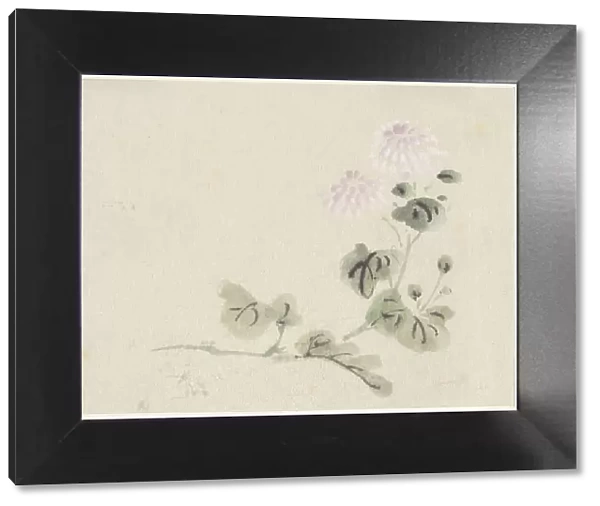 Purple-white chrysanthemums, 1808-1861. Creator: Utagawa Kuniyoshi
