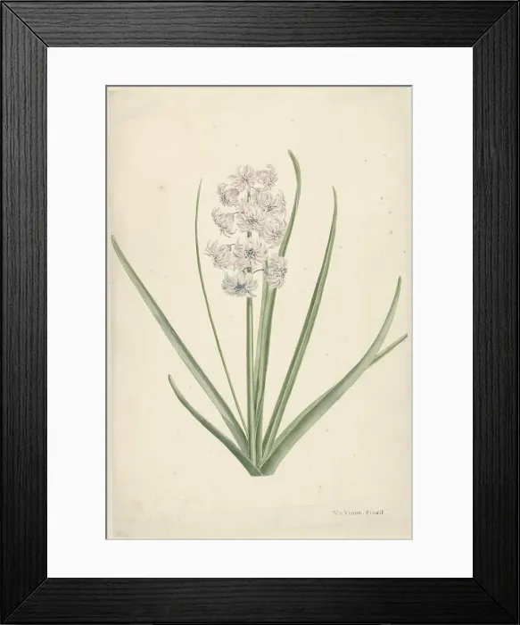 Framed Print : White-light blue hyacinth, 1746-1811. Creator: Vincent Jansz. van der Vinne Framed Print : White-light blue hyacinth, 1746-1811. Creator: Vincent Jansz. van der Vinne