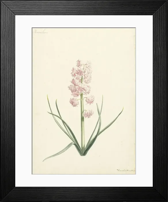 Framed Print : Hyacinth Coraline, 1696-1742. Creator: Vincent Laurentsz. van der Vinne II Framed Print : Hyacinth Coraline, 1696-1742. Creator: Vincent Laurentsz. van der Vinne II