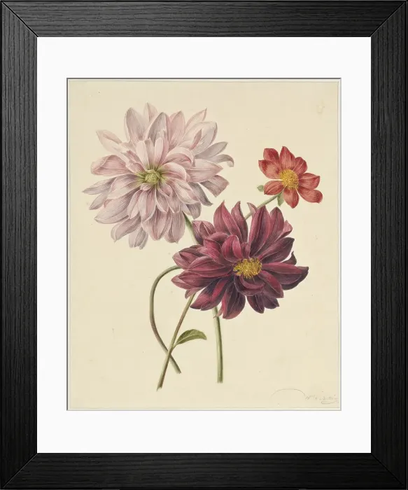 Framed Print : Dahlias, 1835-1904. Creators: Willem Hekking I, Willem Hekking Framed Print : Dahlias, 1835-1904. Creators: Willem Hekking I, Willem Hekking